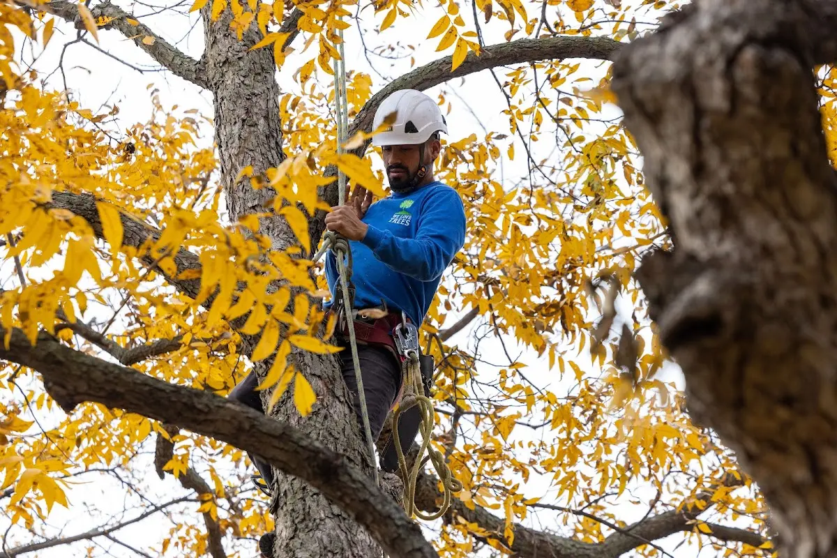 Skilled Tree Transplanting crew working in Purdin